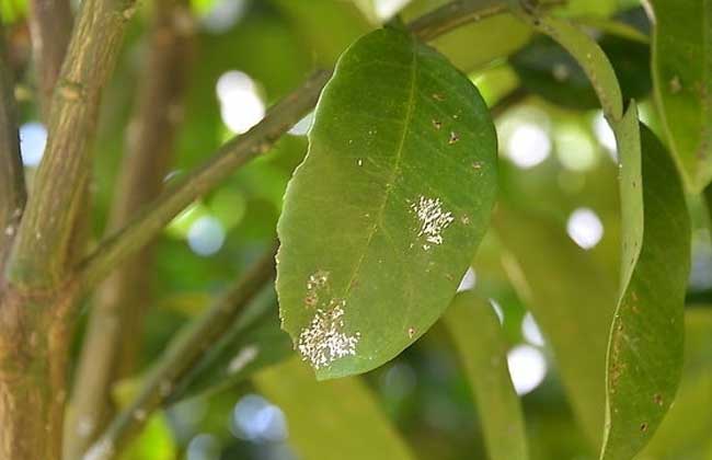 介壳虫是同翅目蚧总科昆虫的统称,为害叶片,枝条和果实,往往是